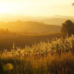 Vendanges en Toscane